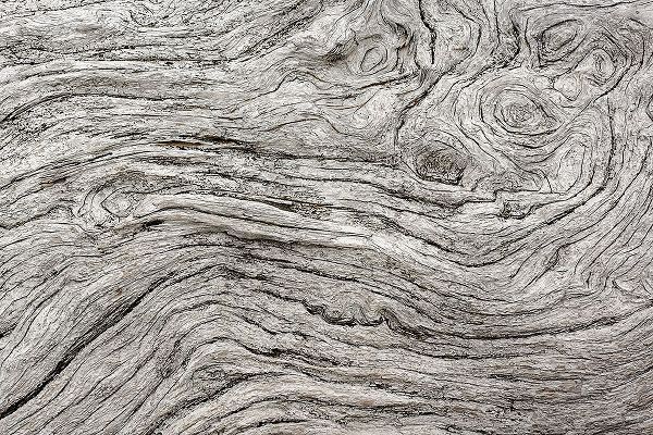Jones, Adam 아티스트의 Geometric pattern in eroded driftwood-Bandon Beach-Oregon작품입니다.